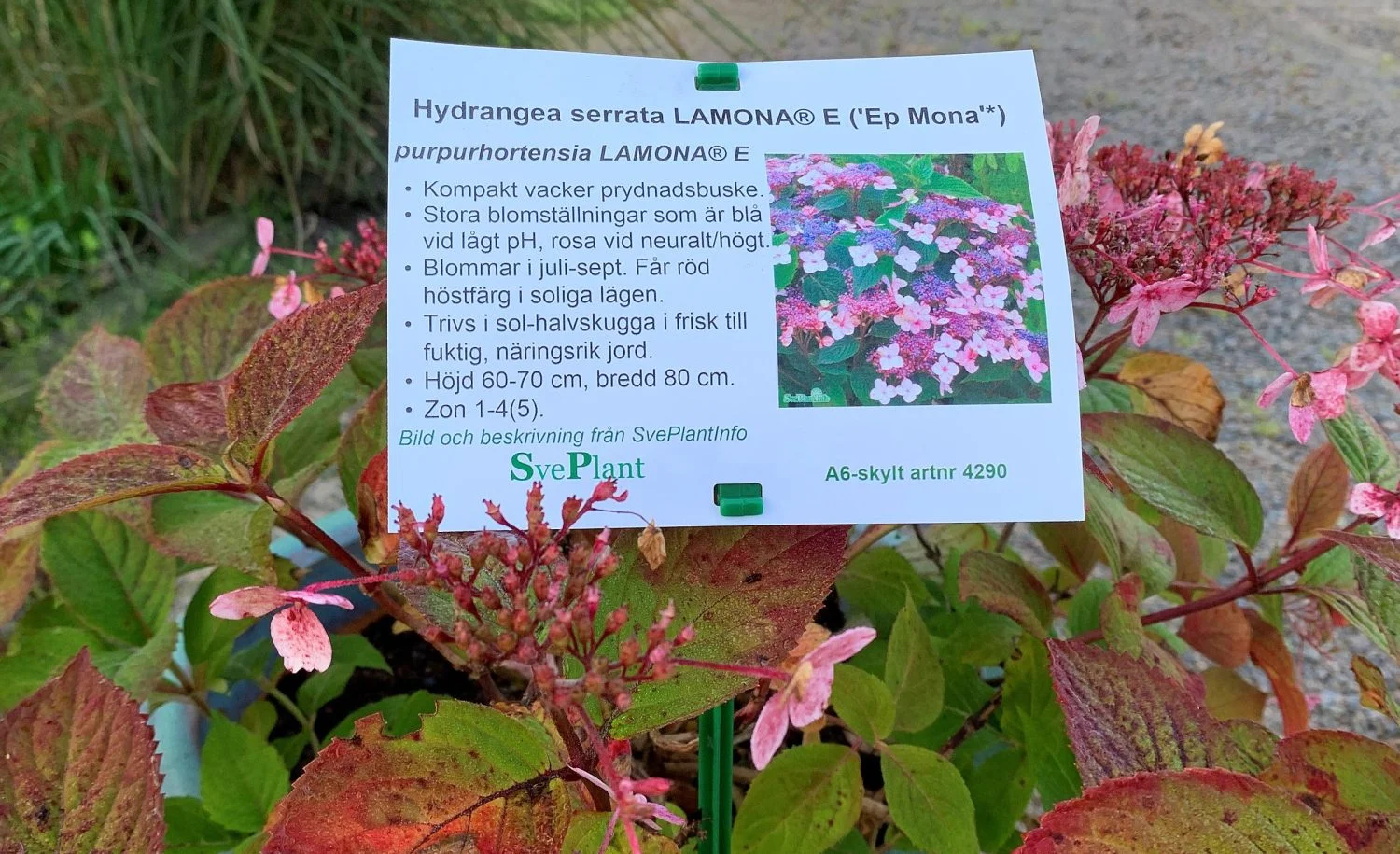Skylt Hydrangea 2 korrigerad